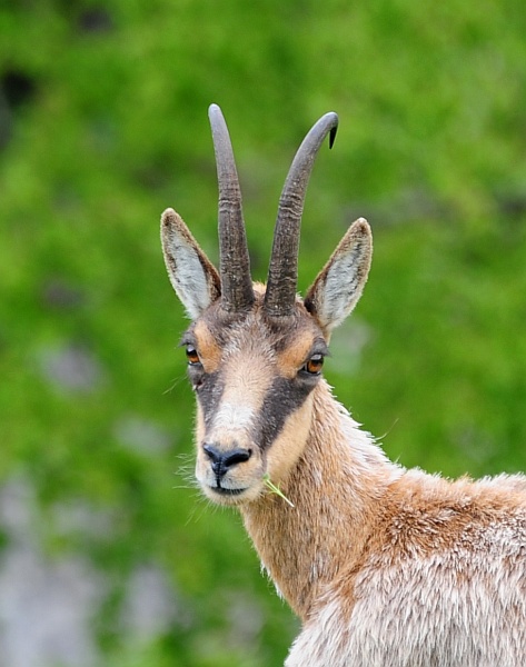 Camoscio d''Abruzzo Rupicapra pyrenaica ornata